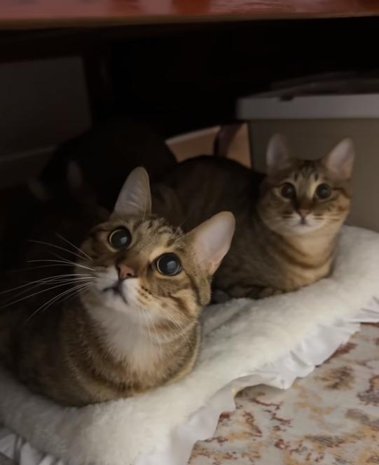 玖联优配 当妹子分不清猫妈和小猫，猫妈立马暴揍小猫：这下知道了吧！